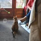 Kultúrmacska Kávézó Veszprém - Egyéb