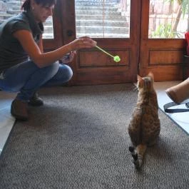 Kultúrmacska Kávézó Veszprém - Egyéb