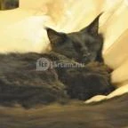 Kultúrmacska Kávézó Veszprém - Belső