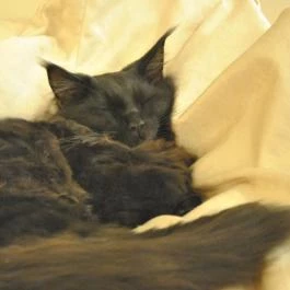 Kultúrmacska Kávézó Veszprém - Belső