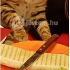 Kultúrmacska Kávézó Veszprém - Belső