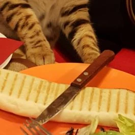 Kultúrmacska Kávézó Veszprém - Belső