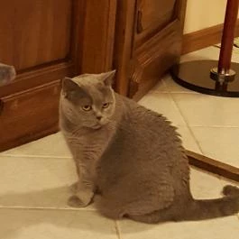 Kultúrmacska Kávézó Veszprém - Egyéb