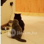 Kultúrmacska Kávézó Veszprém - Egyéb