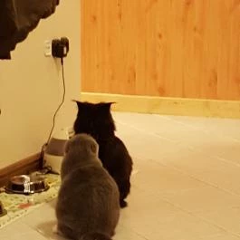 Kultúrmacska Kávézó Veszprém - Egyéb