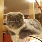 Kultúrmacska Kávézó Veszprém - Egyéb