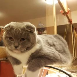 Kultúrmacska Kávézó Veszprém - Egyéb