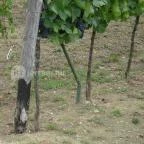 Laci Pince Csárda Vászoly - Egyéb