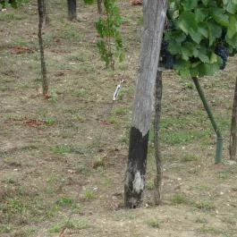 Laci Pince Csárda Vászoly - Egyéb