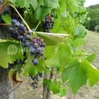 Laci Pince Csárda Vászoly - Külső kép