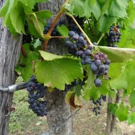 Laci Pince Csárda Vászoly - Külső kép