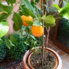 Mesés Shiraz Hotel Egerszalók - Belső