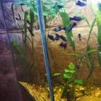 Öntöde Borozó-Söröző Szentkirályszabadja - Belső