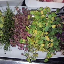 Onyx Étterem - Spirit Hotel Étterme Sárvár - Étel/ital