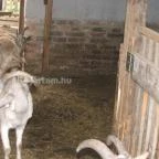 Puchner Kastélyszálló Bikal - Környék