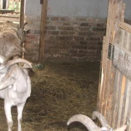 Puchner Kastélyszálló Bikal - Környék