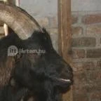 Puchner Kastélyszálló Bikal - Környék