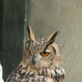 Puchner Kastélyszálló Bikal - Környék