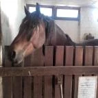 Puchner Kastélyszálló Bikal - Környék