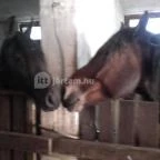 Puchner Kastélyszálló Bikal - Környék