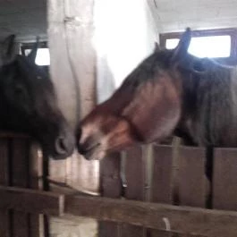 Puchner Kastélyszálló Bikal - Környék