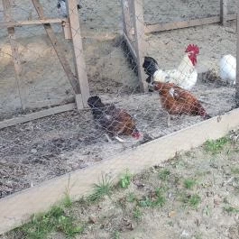 Sobri Jóska Bakonyi Kalandpark, Kislőd - 