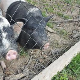 Sobri Jóska Bakonyi Kalandpark, Kislőd - 