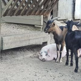 Sobri Jóska Bakonyi Kalandpark, Kislőd - 