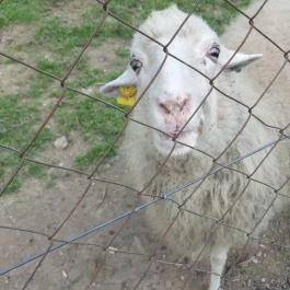 Sobri Jóska Bakonyi Kalandpark, Kislőd - 