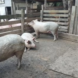 Sobri Jóska Bakonyi Kalandpark, Kislőd - 