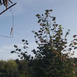 Sobri Jóska Bakonyi Kalandpark, Kislőd - 