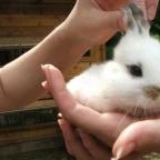 Sobri Jóska Bakonyi Kalandpark Kislőd - 