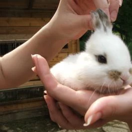 Sobri Jóska Bakonyi Kalandpark, Kislőd - 