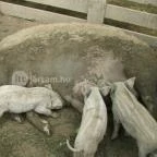 Sobri Jóska Bakonyi Kalandpark Kislőd - 