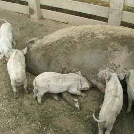Sobri Jóska Bakonyi Kalandpark, Kislőd - 