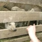 Sobri Jóska Bakonyi Kalandpark Kislőd - 