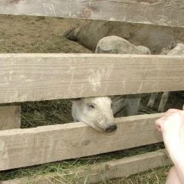 Sobri Jóska Bakonyi Kalandpark, Kislőd - 