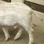 Sobri Jóska Bakonyi Kalandpark Kislőd - 