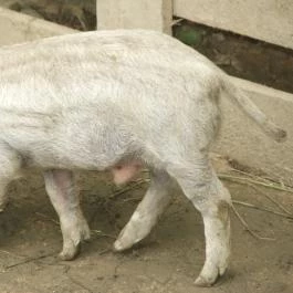 Sobri Jóska Bakonyi Kalandpark, Kislőd - 