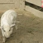 Sobri Jóska Bakonyi Kalandpark Kislőd - 