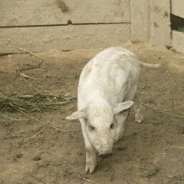 Sobri Jóska Bakonyi Kalandpark, Kislőd - 