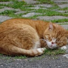 Szent Domonkos Vendéglő, Várvölgy - Egyéb