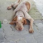 Szomszéd Kertje Csopak - Egyéb