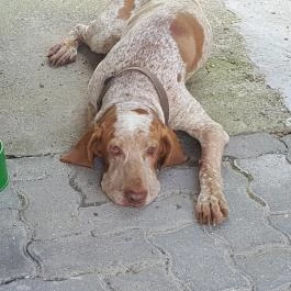 Szomszéd Kertje Csopak - Egyéb