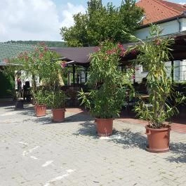 Szomszéd Kertje Csopak - Külső kép