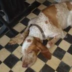 Szomszéd Kertje Csopak - Egyéb