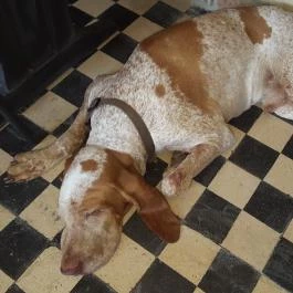 Szomszéd Kertje Csopak - Egyéb