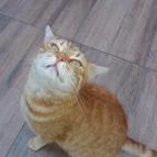 Szőnyi Étterem Budapest - Egyéb