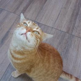 Szőnyi Étterem Budapest - Egyéb