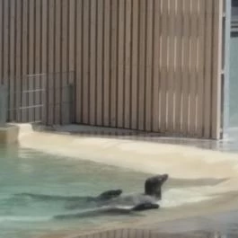 Veszprémi Állatkert, Veszprém - 